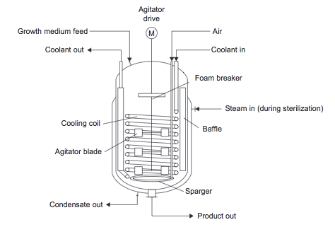 Fermentation.png